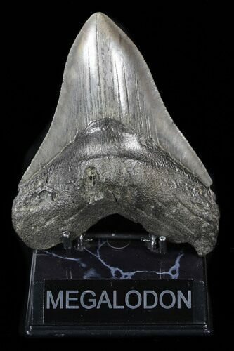 Large Fossil Megalodon Tooth - South Carolina #38680